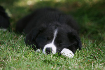 petit border collie noir et blanc endormi sur la pelouse