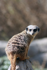 Erdmännchen