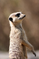 Erdmännchen
