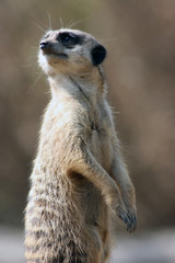 Erdmännchen