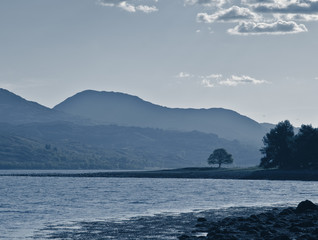 lonely tree