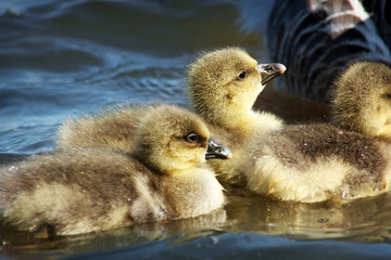 A gaggle of Greylag Goslings