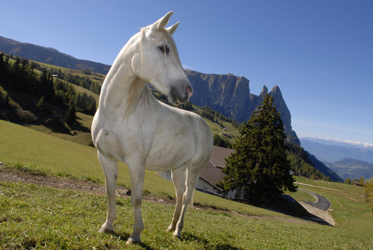 weisser schimmel auf der seiseralm s&uuml;dtirol