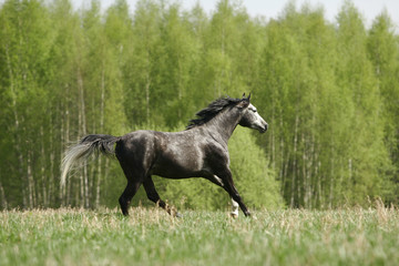 arabian stallion galloping