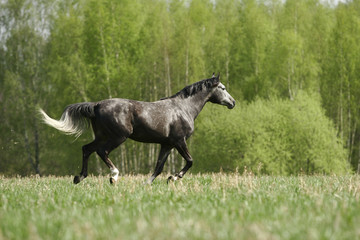 arabian horse on field