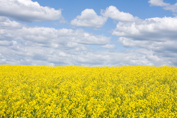 Obraz premium Rape field