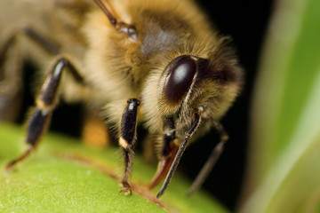 Bee on the flower