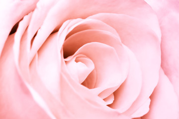 Fototapeta na wymiar Pink rose