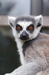 Ring tailed lemur - Lemur catta
