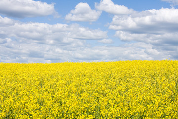Obraz premium Rape field