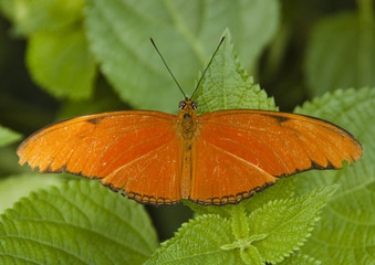 Schmetterling