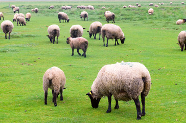 Obraz na płótnie Canvas Flock of sheep on the landscape taken near Mont Saint Michel.