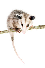 Common Opossum