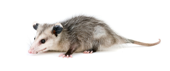 Common Opossum