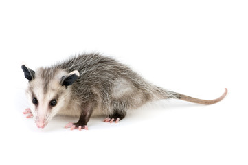 Common Opossum