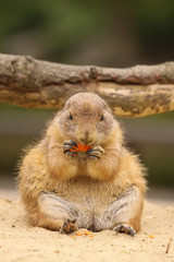 Little prairie dog sitting and eating