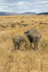 Fototapeta premium Rückenansicht Elefanten