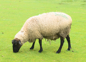 Sheep on the grass taken near Mont Saint Michel, France