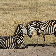 Zebra-Zärtlichkeiten