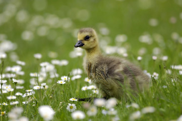 Gänseküken - Kanadagans