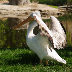 pelican