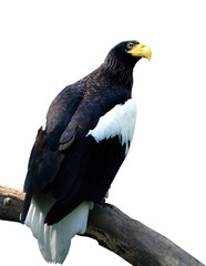 bird eagle