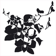 Orchidea nera © Lella