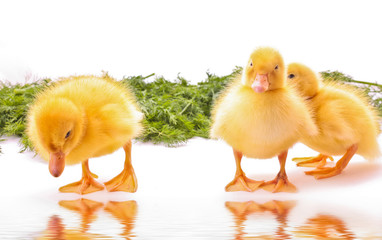 Three duckling with water reflection