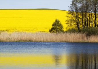 Rape field & lake