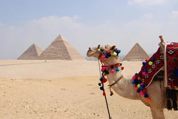 Papier Peint photo Lavable Egypte Dromadaire devant les pyramides