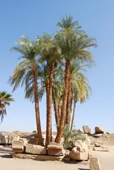 Wandaufkleber Palmiers parmi les ruines © OlivierTetart