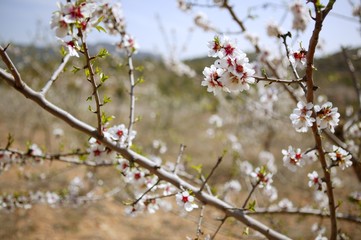 White almond tree flowers