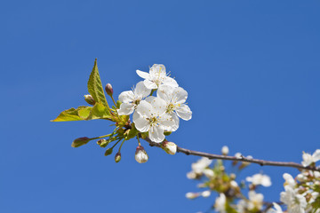 Cherry tree