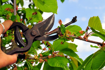 Baum beschneiden Schere