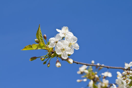 Cherry tree