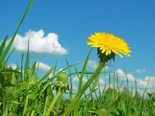 Obraz premium yellow dandelion against blue sky