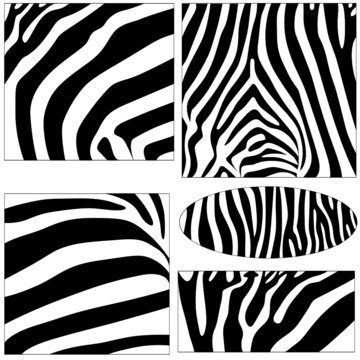 righe zebra