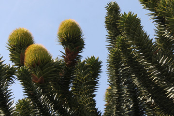 fleur d'araucaria