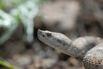 C. w. Obscurus