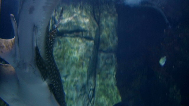 Shark Ray Swimming