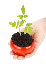 Transplant of a tree in a pot from fresh tomato