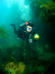 Fototapeta premium Female Scuba Diver swimming through the Kelp in Catalina