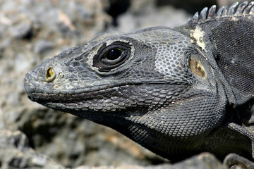 Iguana