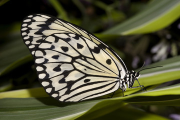 Rice Paper Butterfly VI