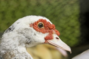 canard
