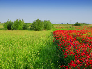 Poppy landscape