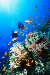 Fototapeta na wymiar Płetwonurków badające Coral Reef