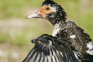 canard