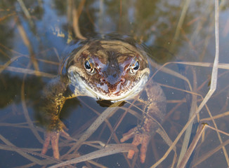 Frog.
