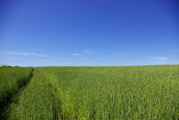 wheat field